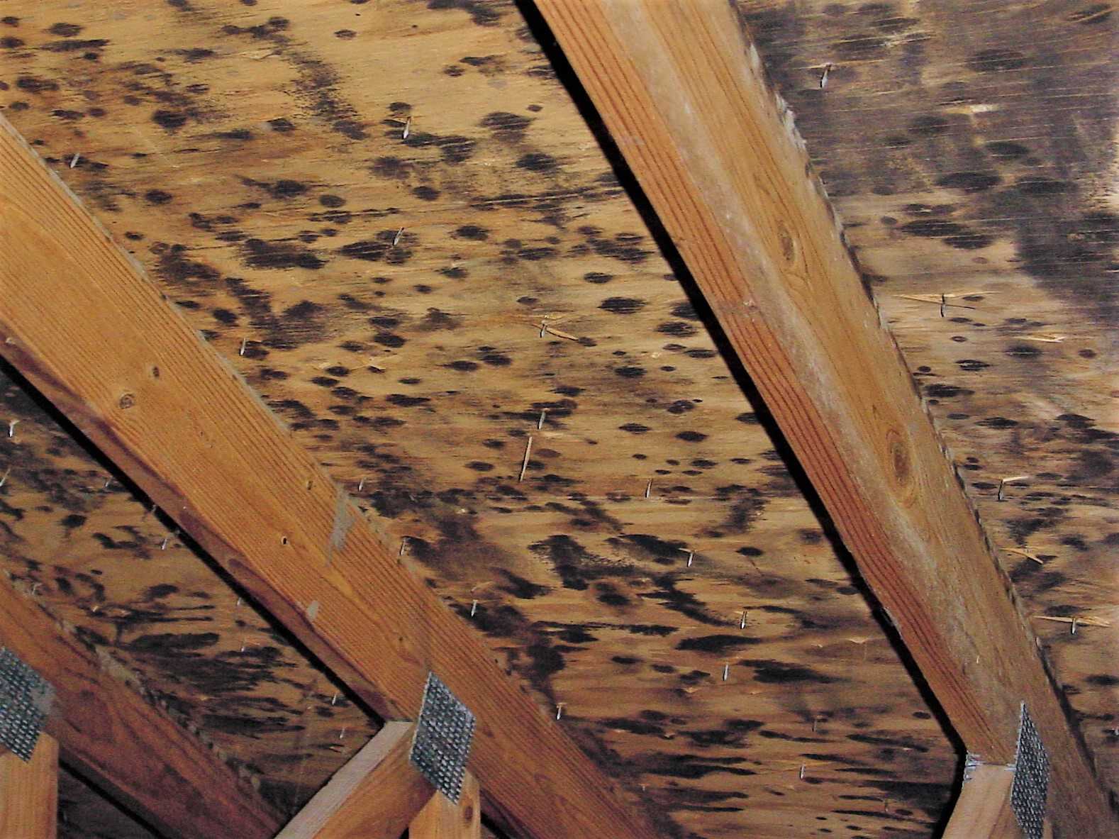 Mold In The Attic Certified Inspections Inc 