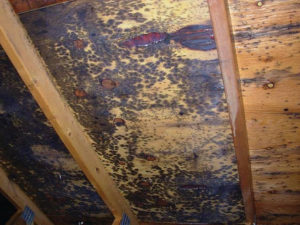Mold Removal Westchester