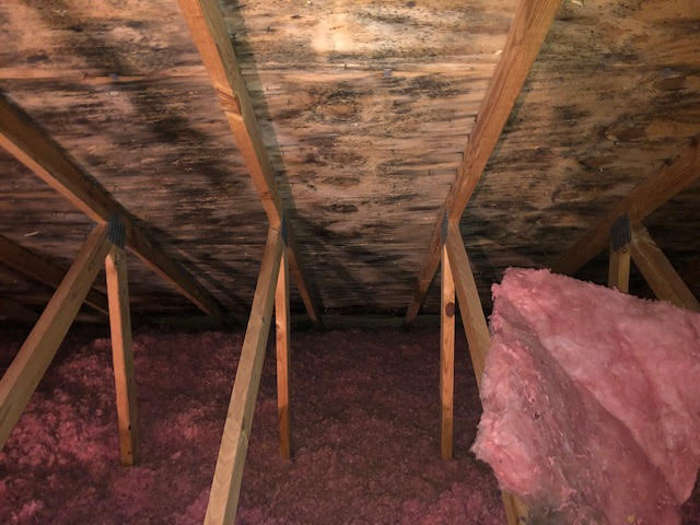 Mold in Attic