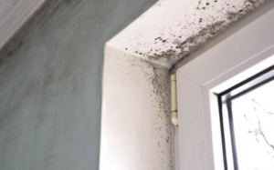 Mold Problems NYC