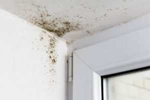 Mold Problems in New York