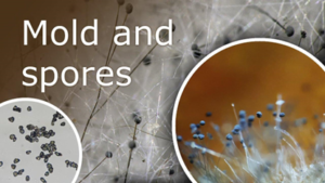 The Science of Spores: Understanding Mold Growth and Health Implications