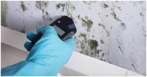 Mold Testing