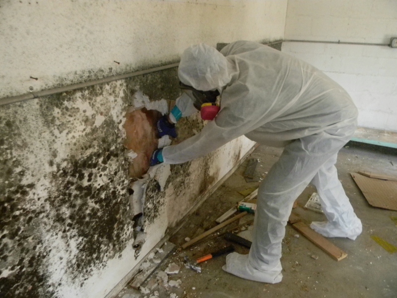 Mold Inspection Worker