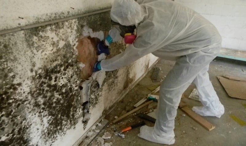 Mold Inspection