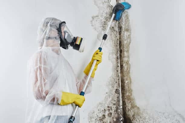 Mold Removal in Westchester County